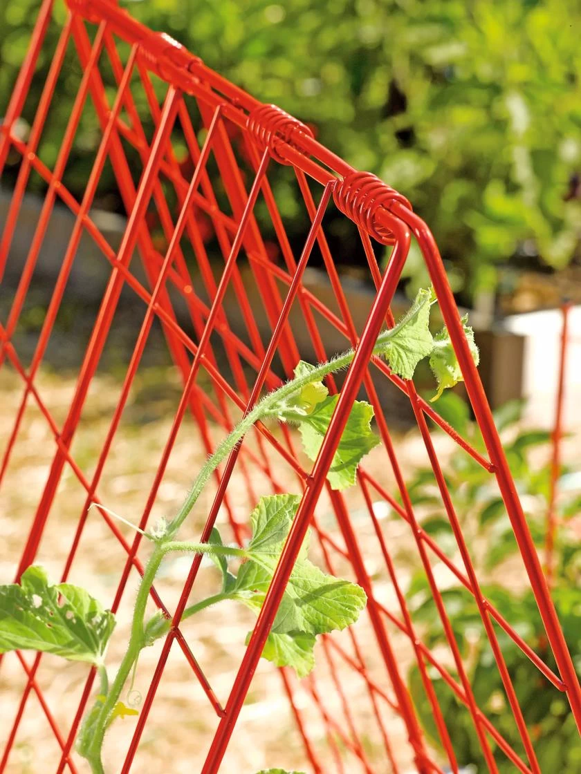 Deluxe Cucumber Trellis - Image 3