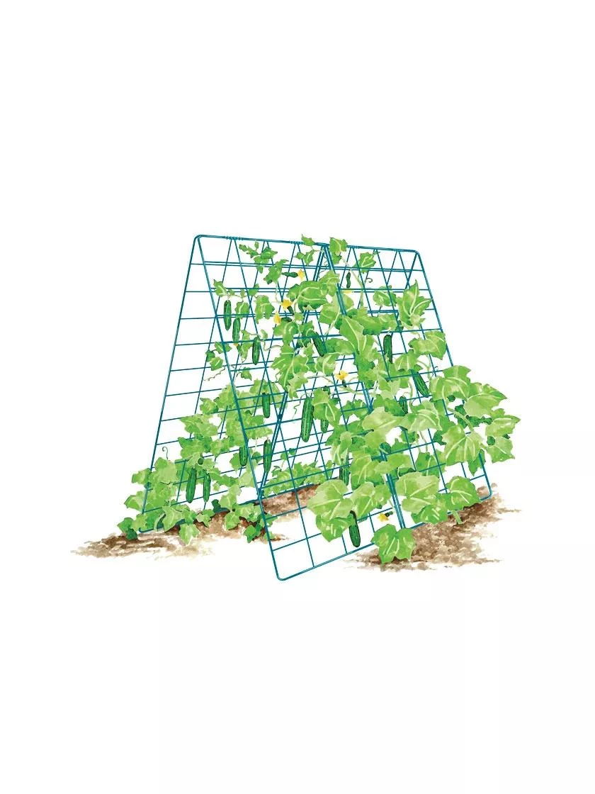 Deluxe Cucumber Trellis - Image 8