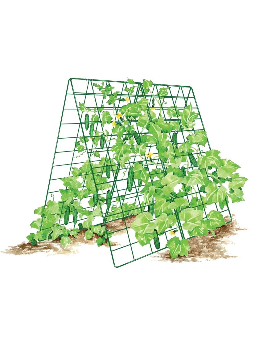 Deluxe Cucumber Trellis - Image 7