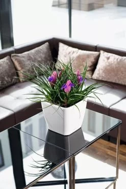 Lechuza® Quadro LS Premium Self-Watering Square Planters