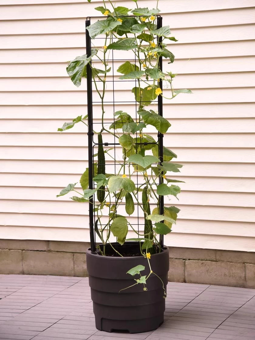 Gardener’s Victory Self-Watering Planter Garden With Vine Trellis - Image 3