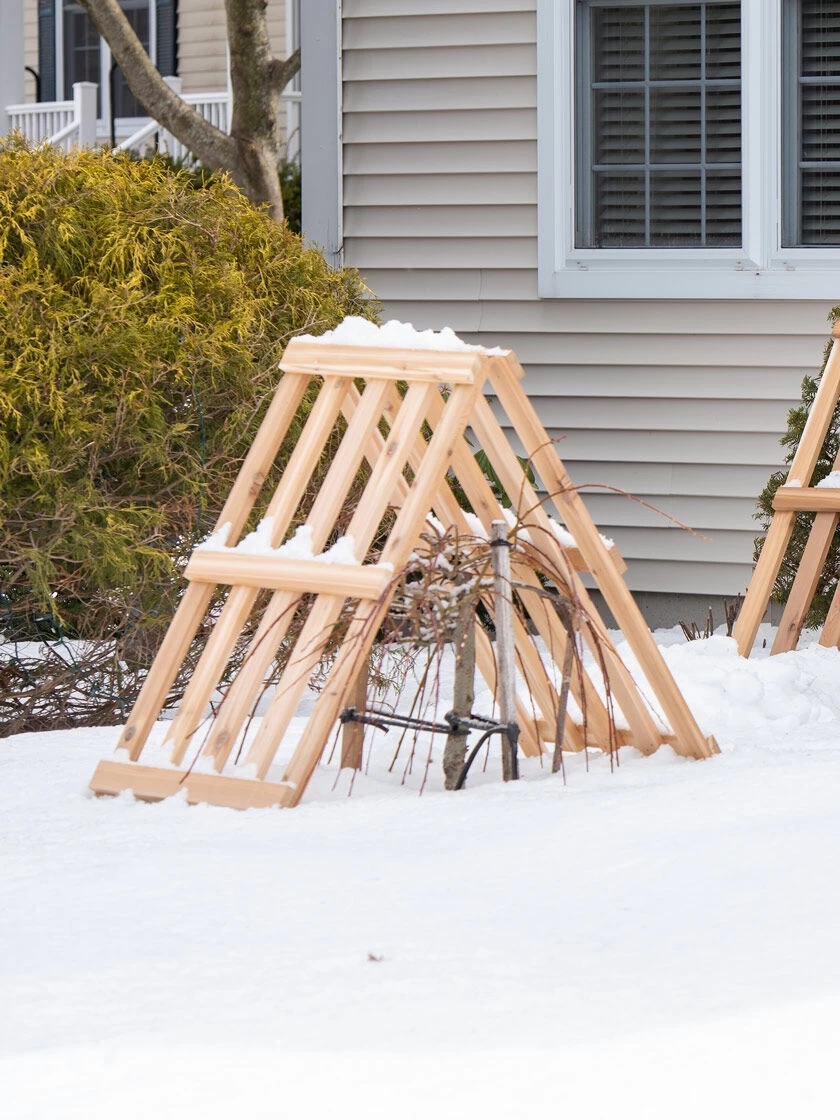 Cedar Shrub Guard - Image 3