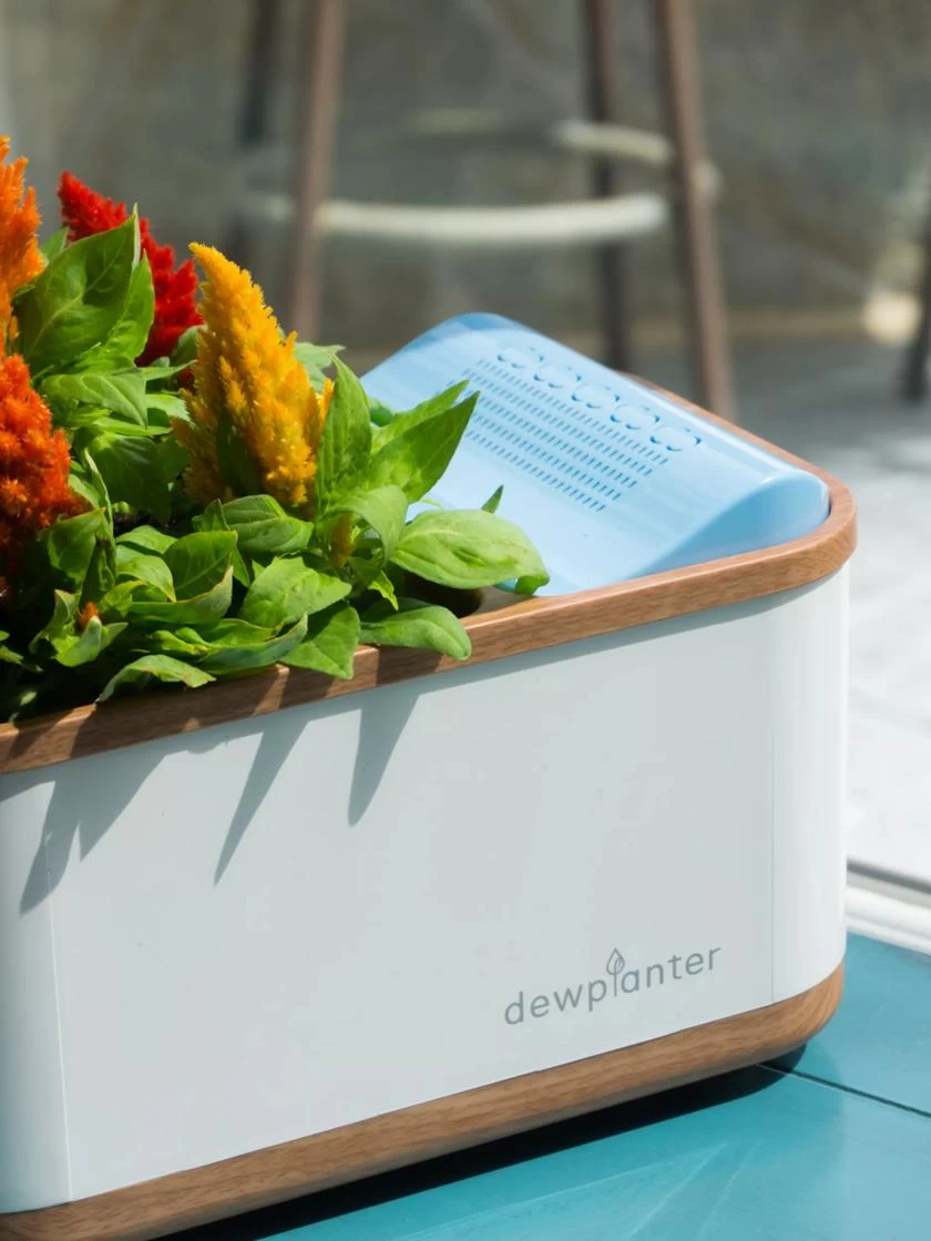 Dewplanter - Image 2