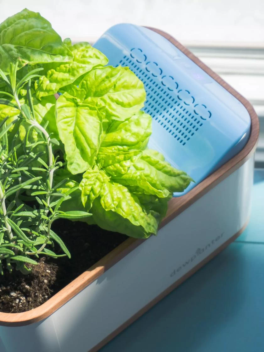 Dewplanter - Image 4