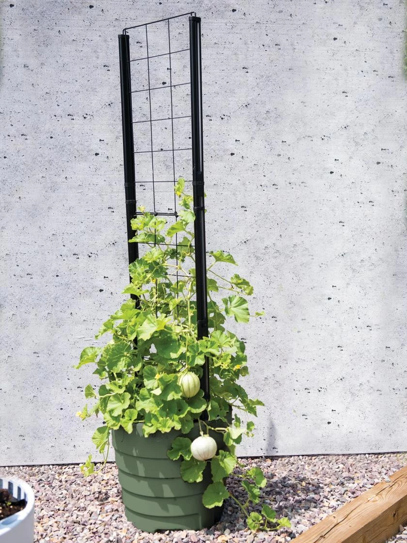 Gardener’s Victory Self-Watering Planter With Vine Trellis - Image 3