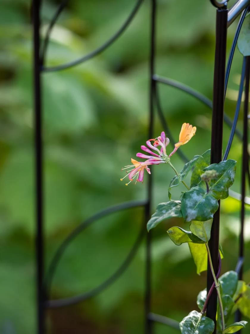 4 Sided Leaf Obelisk, 72" - Image 2