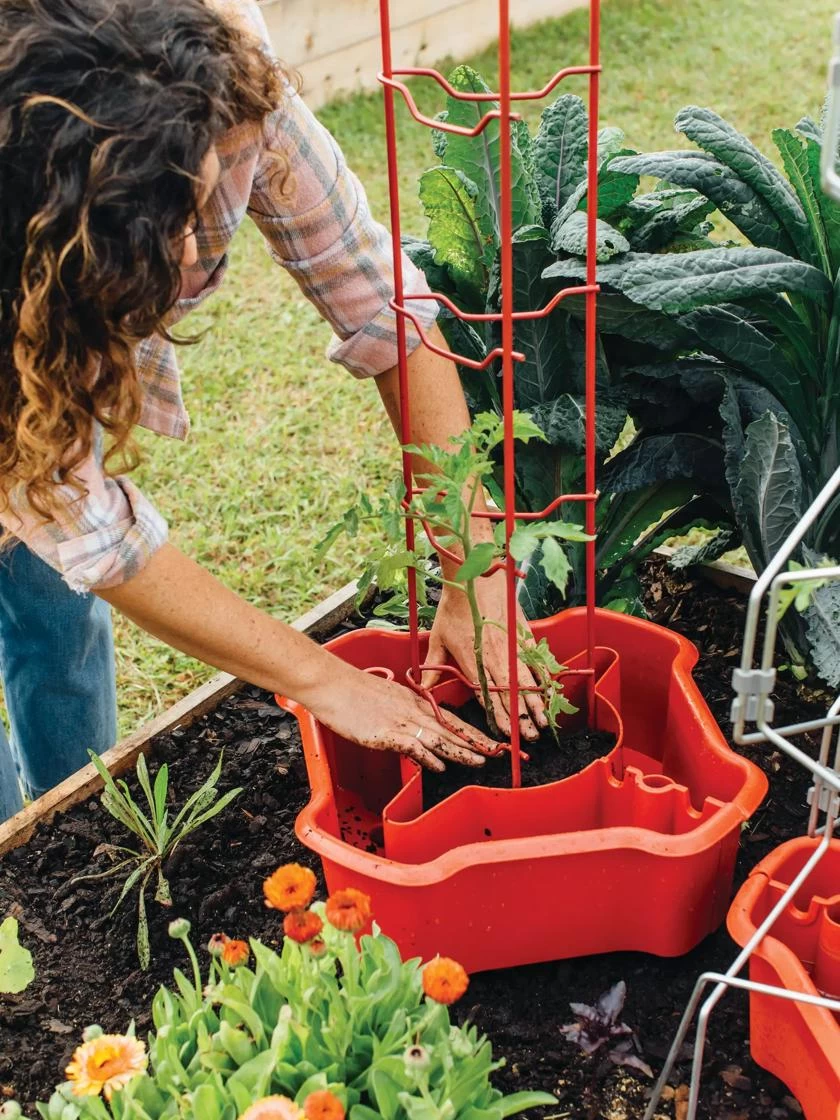 Deluxe Tomato Halos, Set Of 2 - Image 3