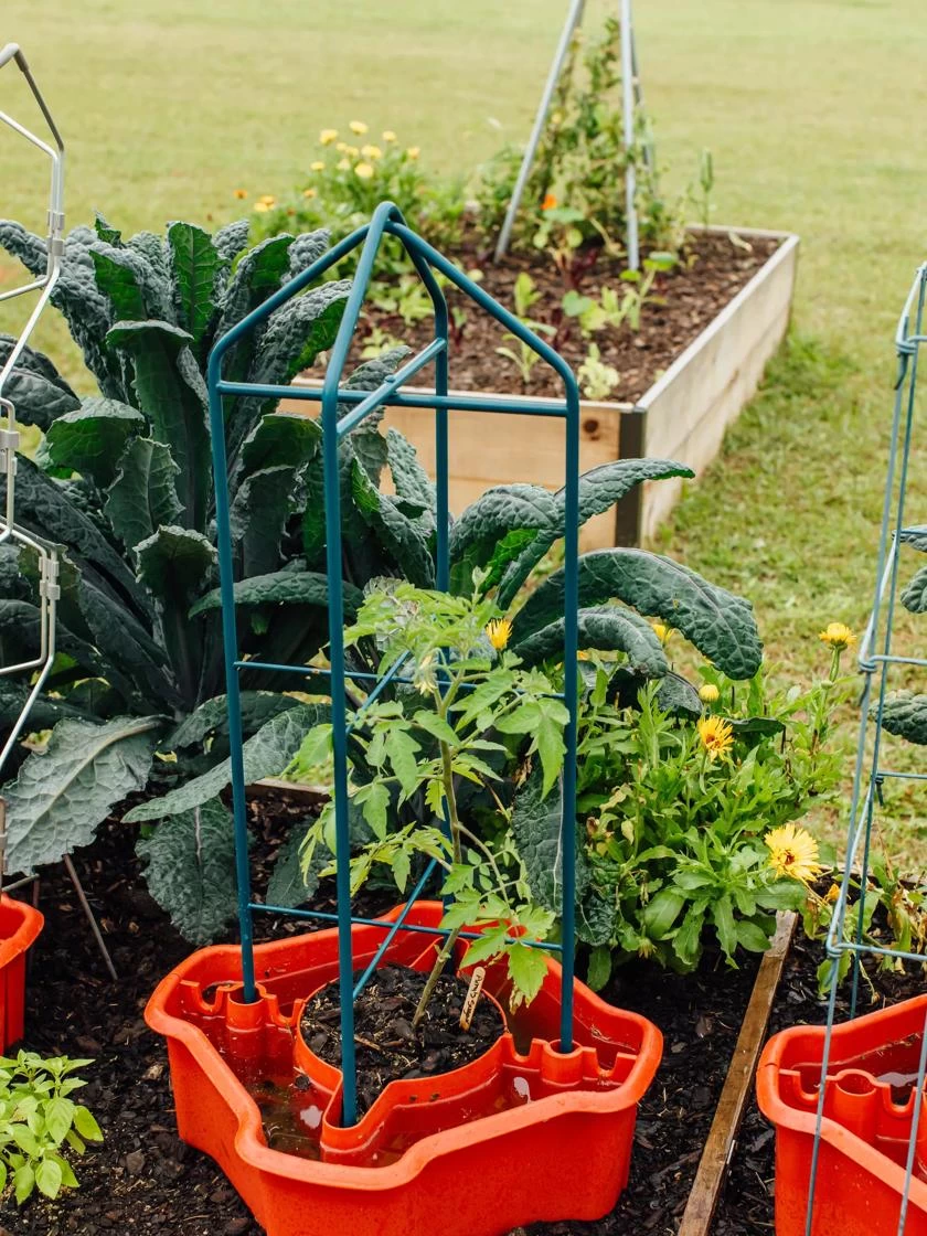 Deluxe Tomato Halos, Set Of 2 - Image 4