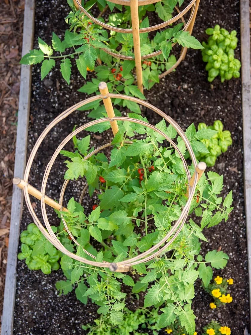 Bamboo Tomato Cages, Set Of 3 - Image 4