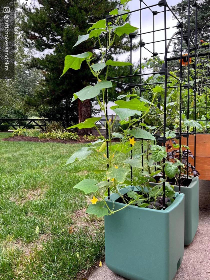 Oasis Self-Watering Tomato Planter With Trellis - Image 8